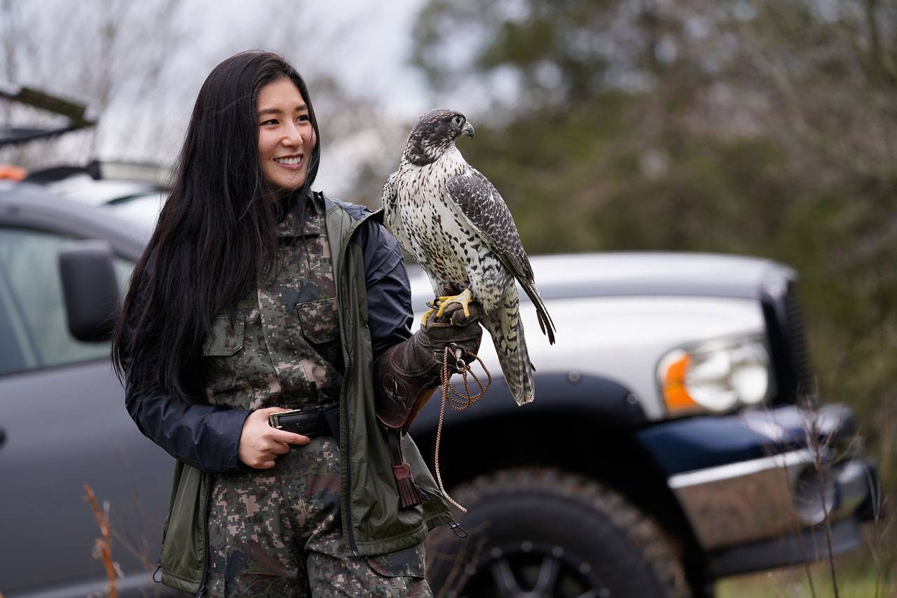 Falcon Hunting